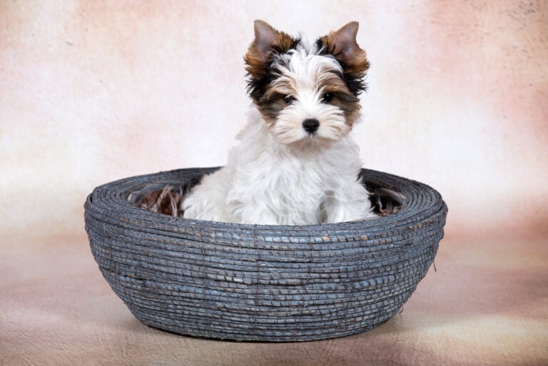 8 Reputable Biewer Terrier Breeders Across The US