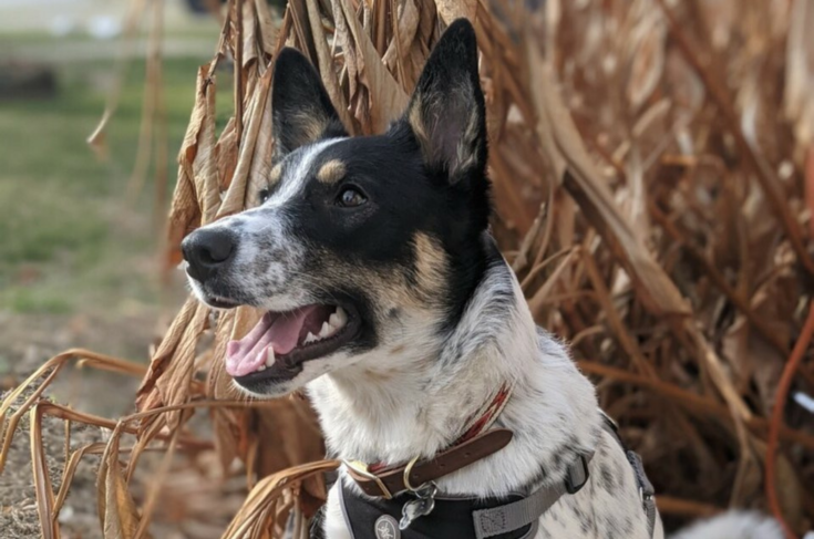 Blue Heeler German Shepherd Mix: Meet This Mesmerizing Breed