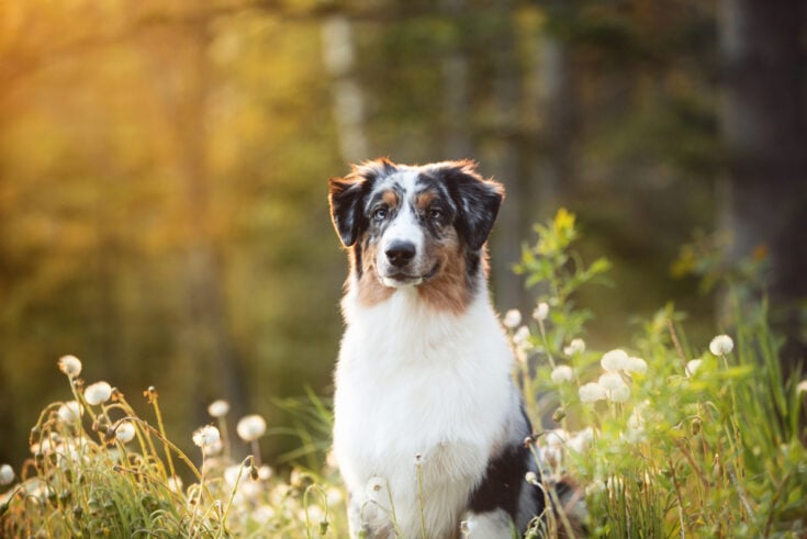 Blue Merle Australian Shepherd: All You Need To Know