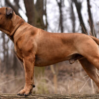 grown boerboel