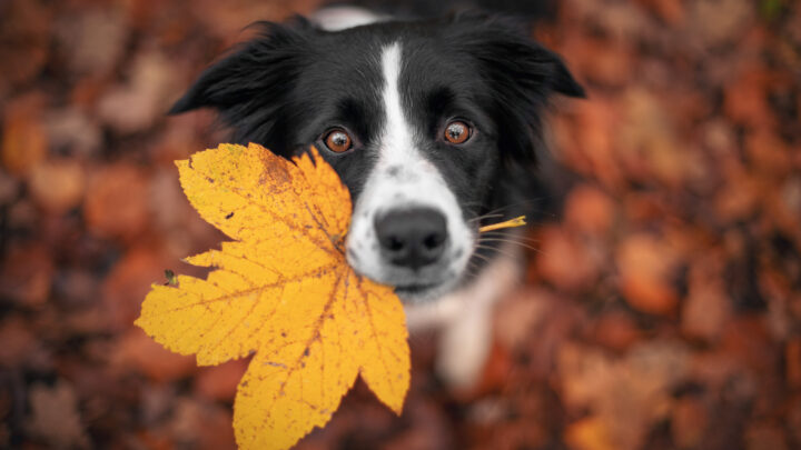 border collie feeding amount guidelines how much to feed