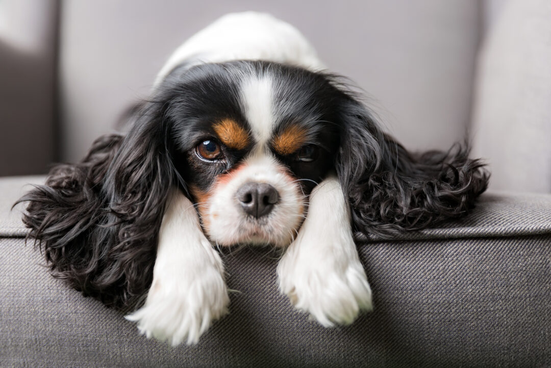 Best Cavalier King Charles Spaniel Breeders In Ontario