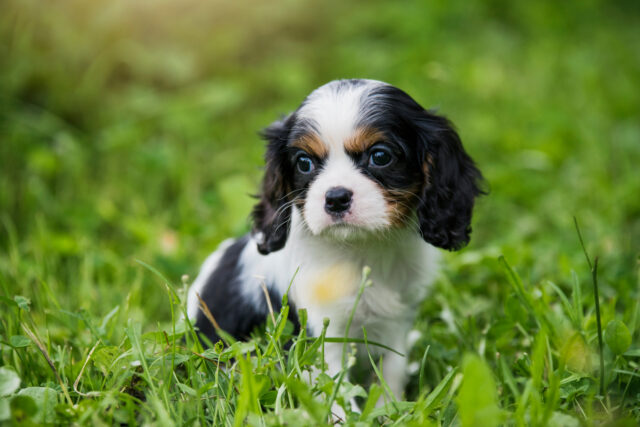 6 Best Cavalier King Charles Spaniel Breeders In Ontario