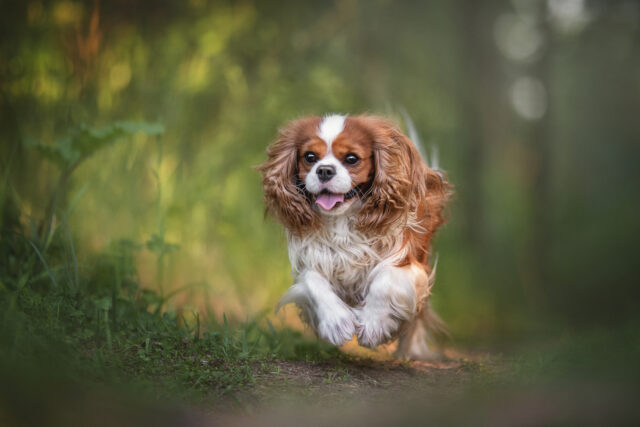 6 Best Cavalier King Charles Spaniel Breeders In Ontario