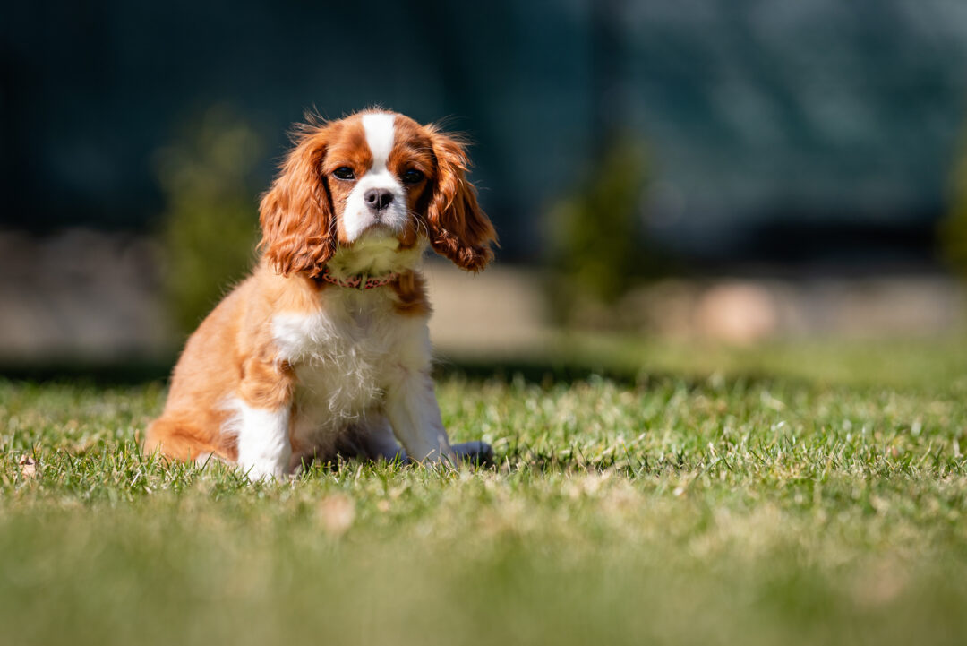 Best Cavalier King Charles Spaniel Breeders In Ontario