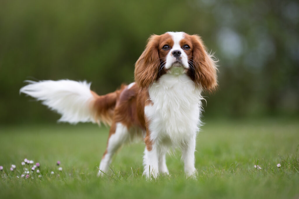 6 Best Cavalier King Charles Spaniel Breeders In Ontario