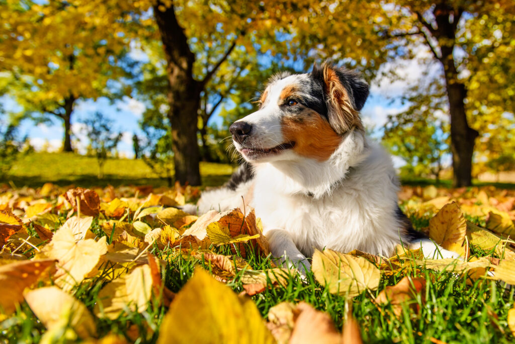 Blue Merle Australian Shepherd: All You Need To Know