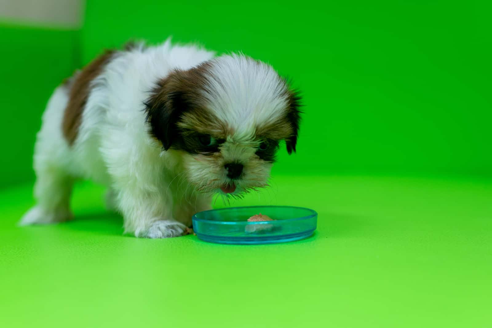 The Ultimate Shih Tzu Feeding Chart How To Feed Your Dog