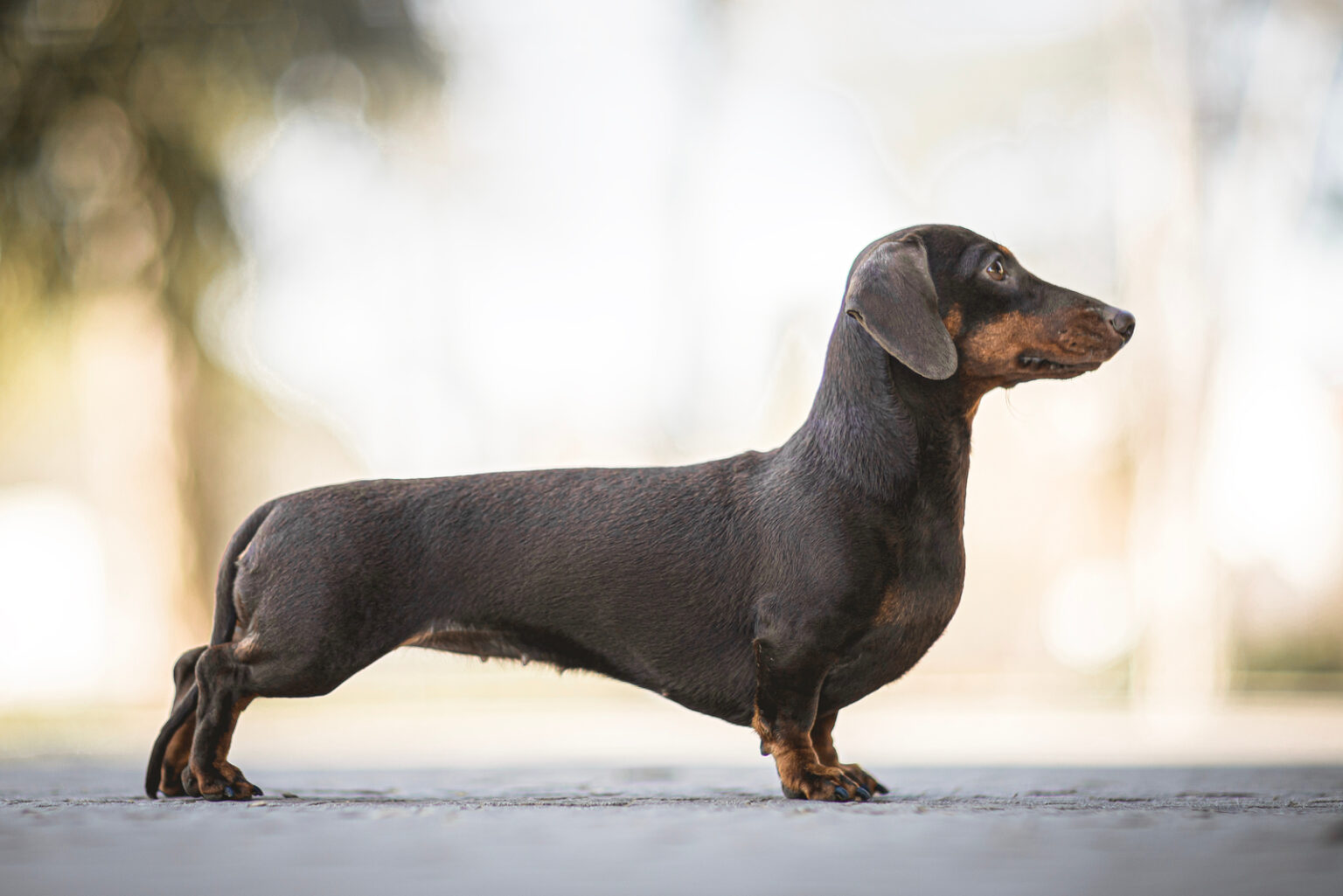 Dachshund Growth Chart: What Size Will Your Pup Reach?