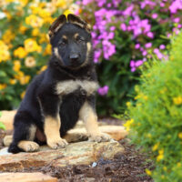 german shepherd puppy