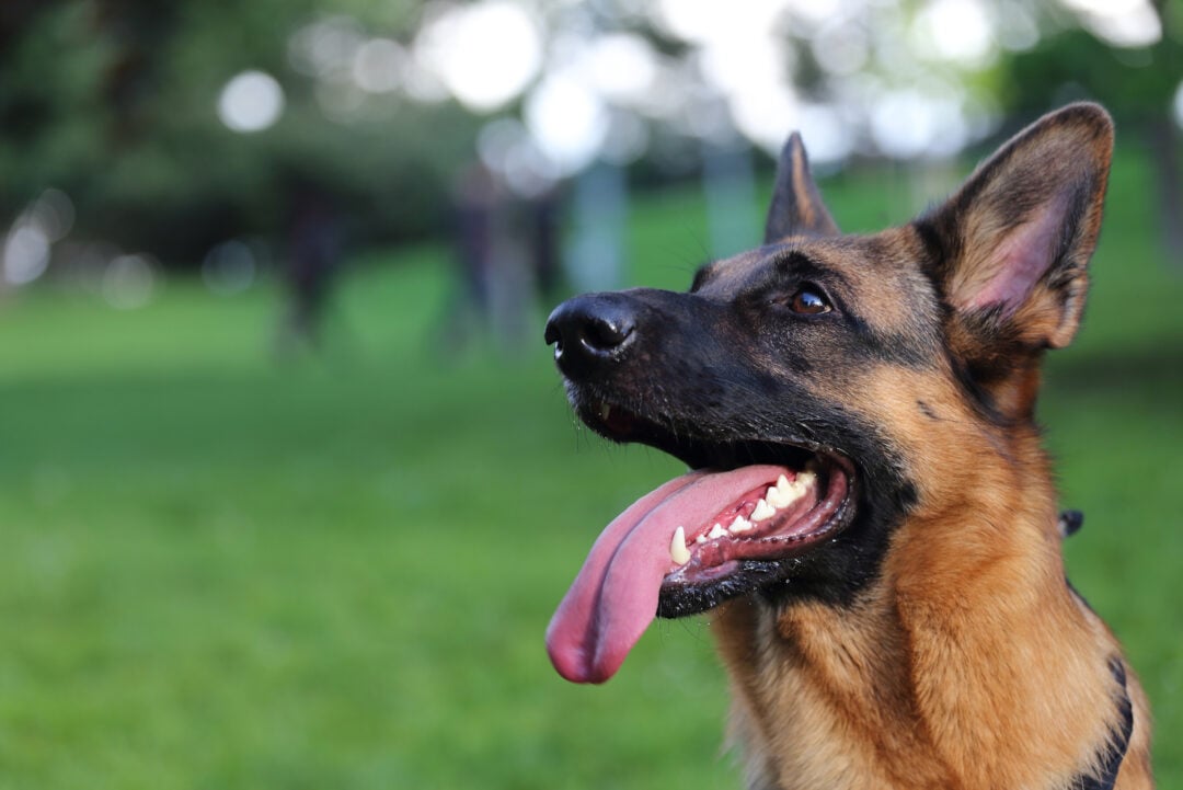 The Top 8 Most Reputable German Shepherd Breeders In Illinois