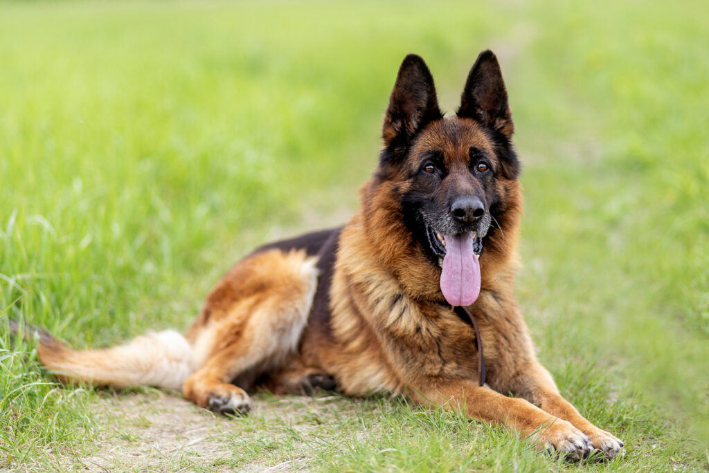 The Top 8 Most Reputable German Shepherd Breeders In Illinois