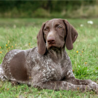 The German Shorthaired Pointer lies in the grass