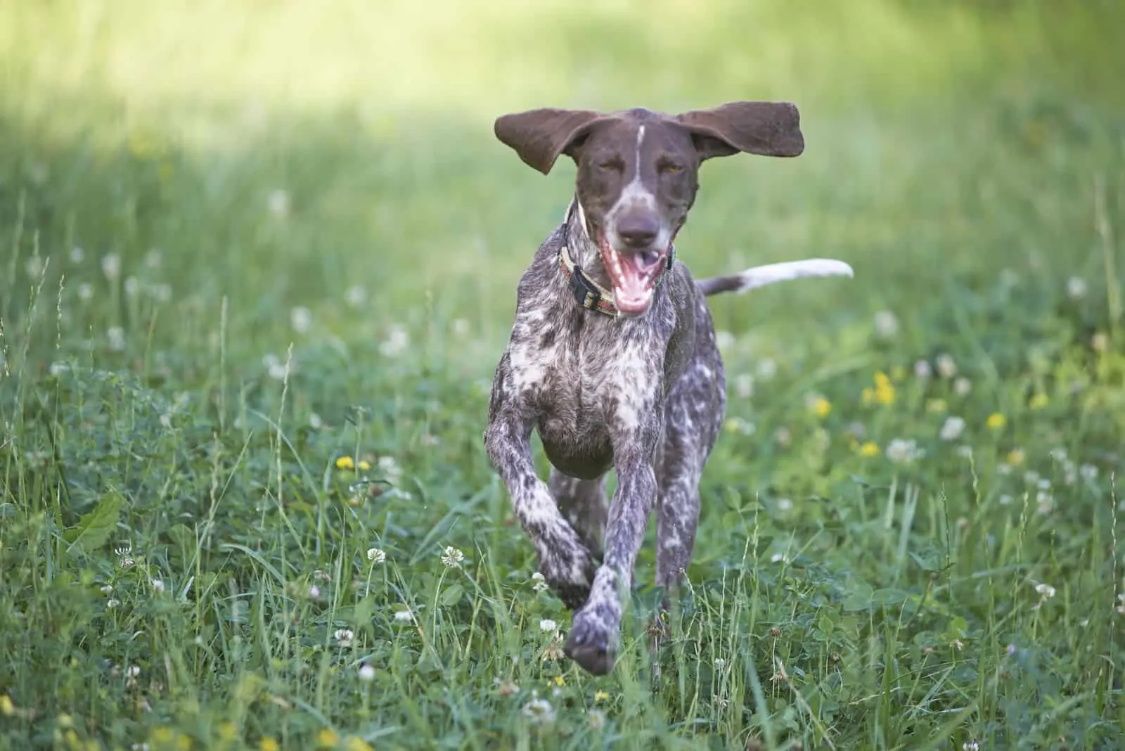 German Shorthaired Pointer Growth Chart: Pointer’s Peak Points