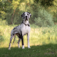 Great Dane standing outside