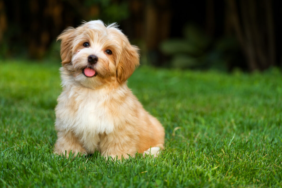 Havanese Haircuts: A Guide To 7 Interesting Haircut Styles