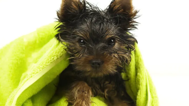 are yorkies naturally protective