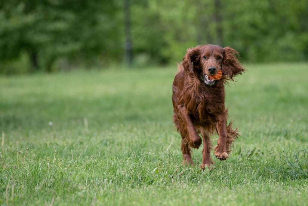 The 10 Best Irish Setter Breeders In The U.S.