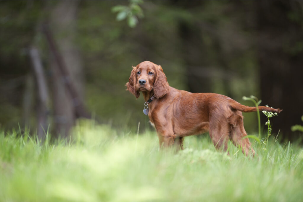 The 10 Best Irish Setter Breeders In The U.S.