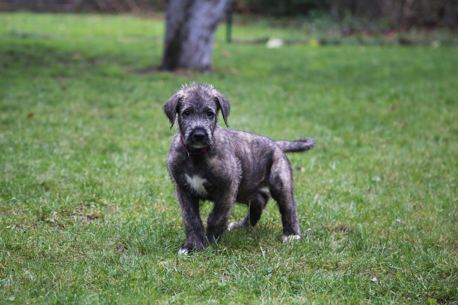 The Top 4 Irish Wolfhound Breeders In The U.S.