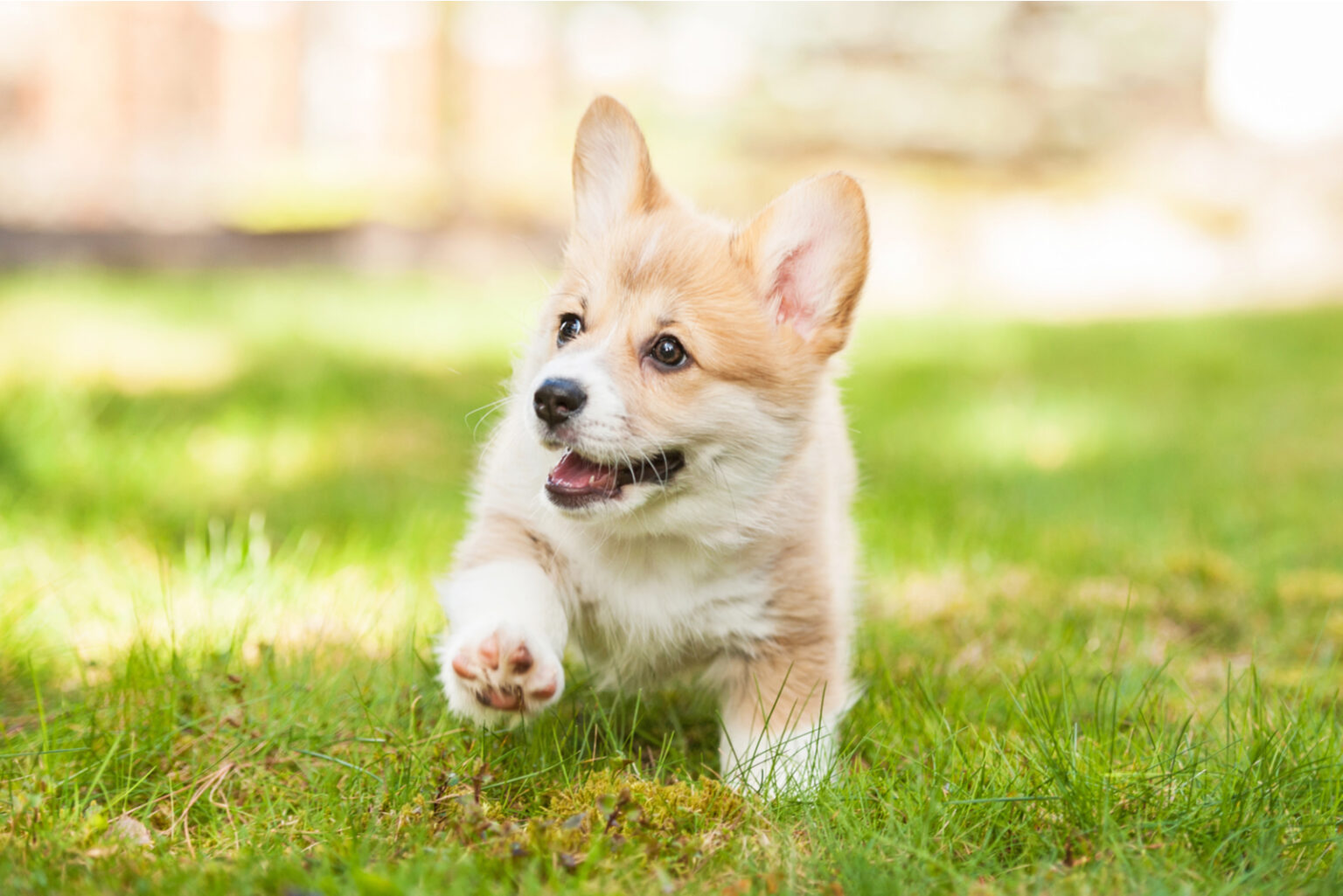 Top 5 Corgi Breeders In North Carolina