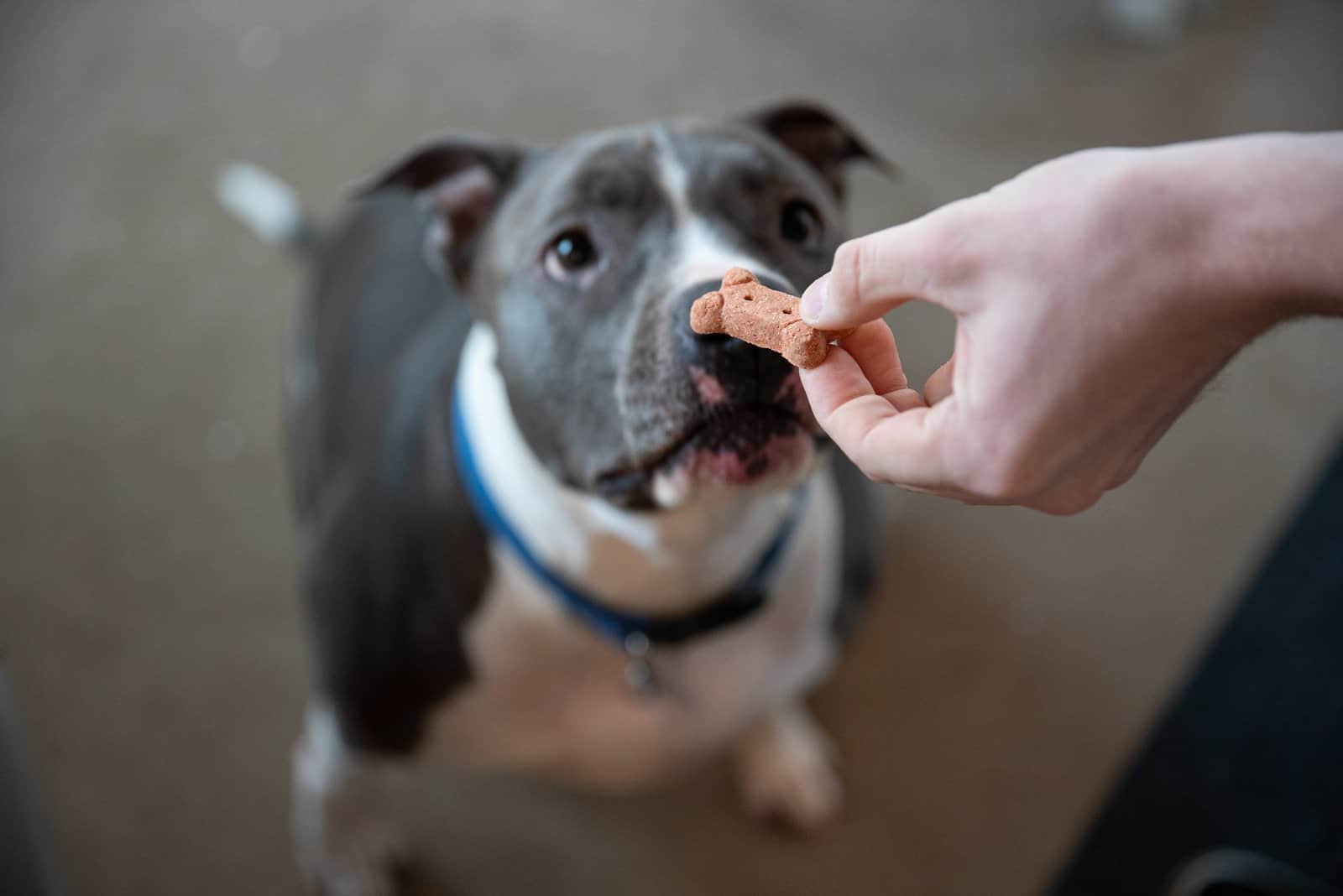 Pitbull Feeding Chart How Much Should A Pitbull Eat