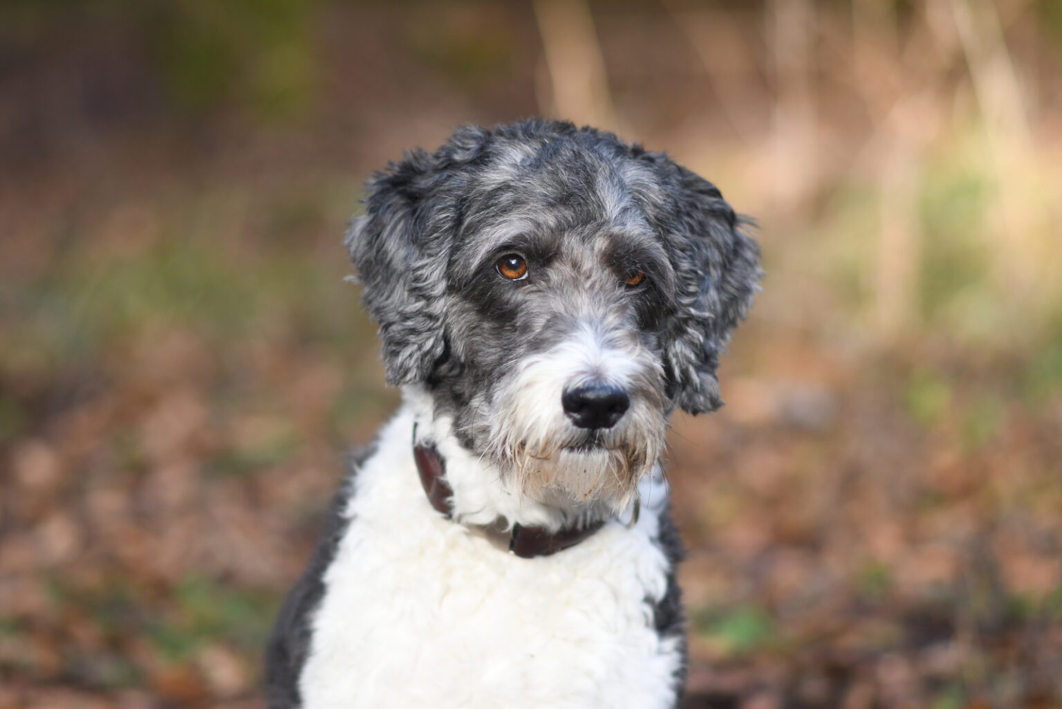 Top 7 Adorable Aussiedoodle Haircuts With Pictures