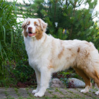 Red Merle Australian Shepherd stands and stares ahead