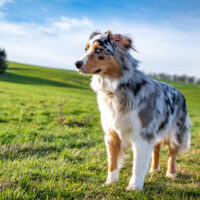 Dog australian shepherd blue merle standing on green gras