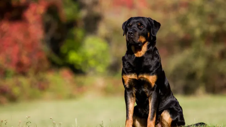 Rottweiler Growth Chart: The Ultimate Guide To Your Rottie's Growth