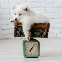 samoyed puppy on a scale