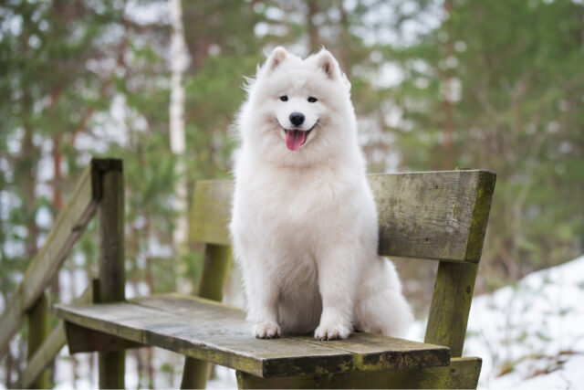 Samoyed Growth Chart: How Big Do Samoyeds Grow?