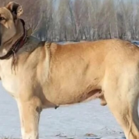 photo of a sarabi dog