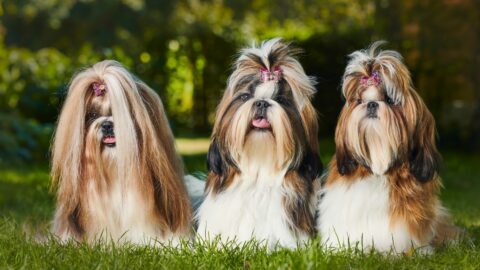 Shih Tzu Haircuts: 24 Hairstyle Ideas For Your Pet