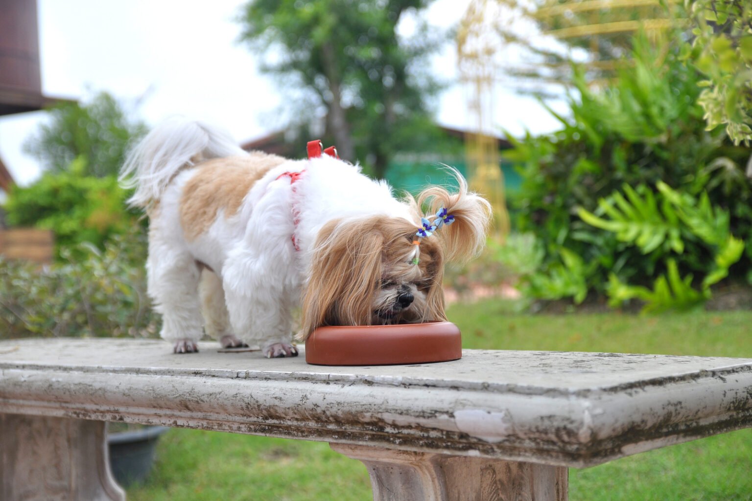 The Ultimate Shih Tzu Feeding Chart — How To Feed Your Dog