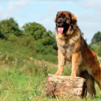 Leonberg dog standing on the wood with front legs