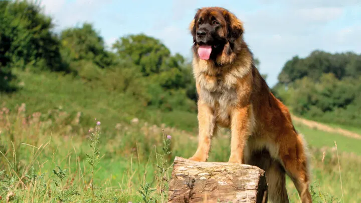 are you curious about which is the tallest dog breed