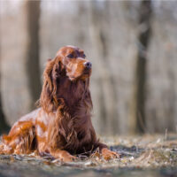 Irish Setter sitting outside