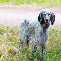 English Setter standing in gass