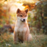 beautiful shiba inu puppy sitting in the forest