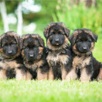 Group of four little german shepherd puppies