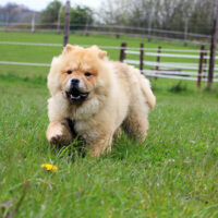 cute chow chow walking on the grass