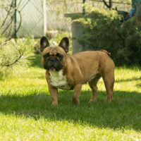 a beautiful french bulldog stands on the grass