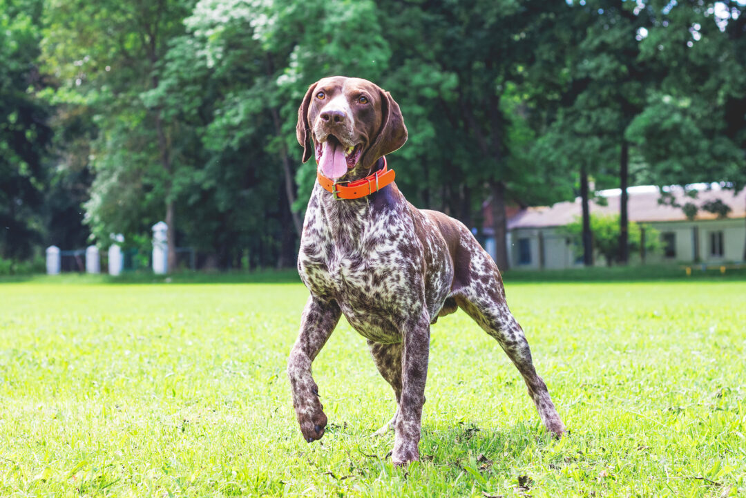 German Shorthaired Pointer Growth Chart Pointer’s Peak Points