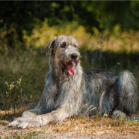 Irish Wolfhound sitting outside