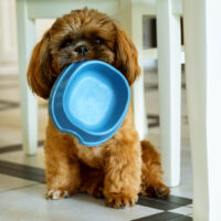 shih tzu holding a bowl for food in mouth