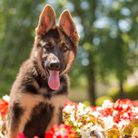 german shepherd puppy posing outdoor between flowers