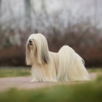 Lhasa Apso standing outside