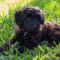 black Schnoodle in basket lying on grass