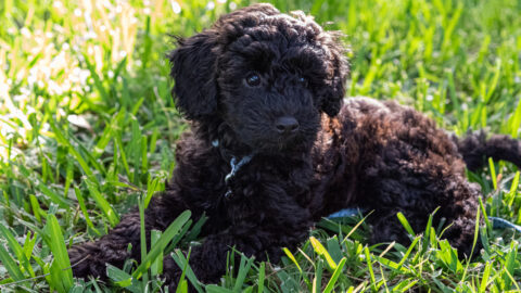 black Schnoodle in basket lying on grass